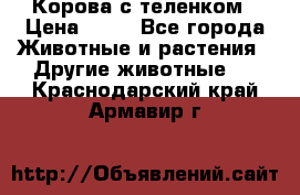 Корова с теленком › Цена ­ 69 - Все города Животные и растения » Другие животные   . Краснодарский край,Армавир г.